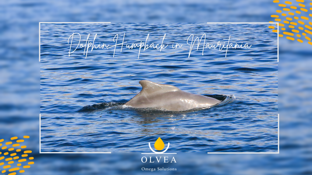 Atlantic humpback dolphin (Sousa teuszii) observed in Mauritania – marine biodiversity and coastal ecosystems in West Africa