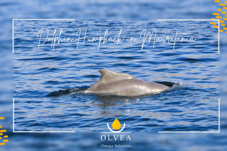 Marine Biodiversity in Mauritania: How the Pelagic FIP Contributes to the Protection of the Atlantic Humpback Dolphin and Coastal Ecosystems